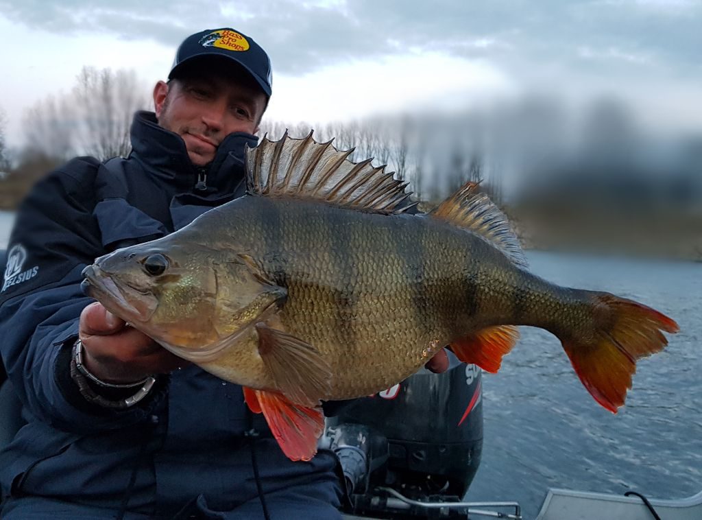 Barschangeln bei Nacht mit Gummifischen