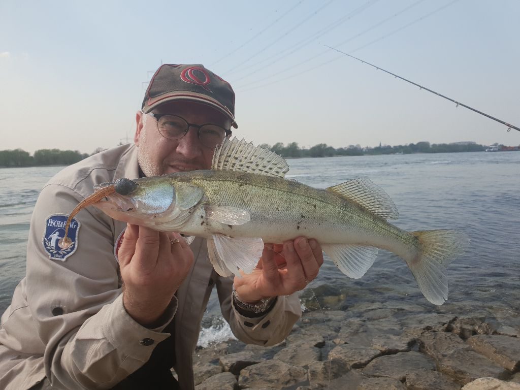 Zander Hotspots in Holland